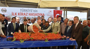 Kuzey yarımkürenin ilk kirazı, kilosu 700 liradan satıldı