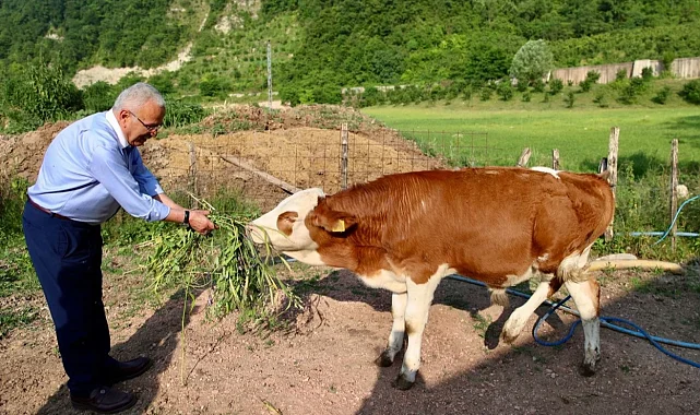 Ordu'da besicilerin yüzü güldü
