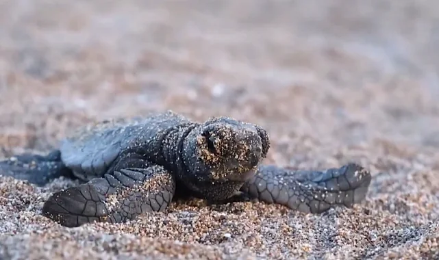 40 bin 285 yavru deniz kaplumbağası denize ulaştı
