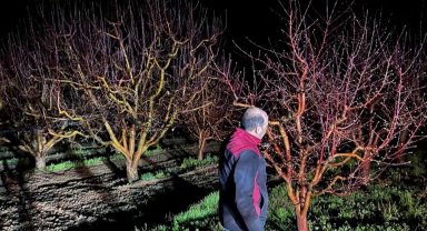 Zirai don alarmı! Ekipler sahada