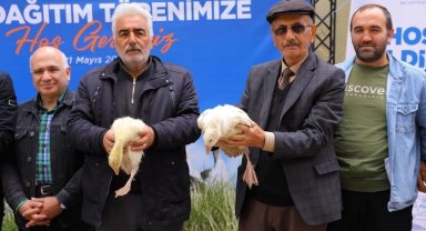 Samsun Büyükşehir'den üreticiye kaz desteği
