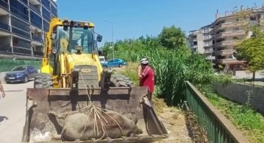 Mudanya Güzelyalı'da derede ölü yabani hayvan bulundu